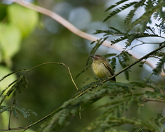 Hemitriccus iohannis