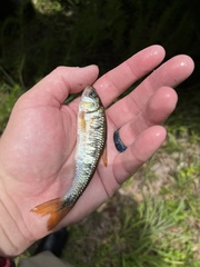 Luxilus chrysocephalus