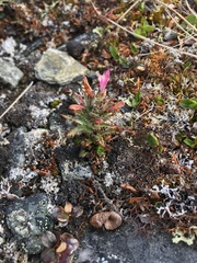Pedicularis hirsuta