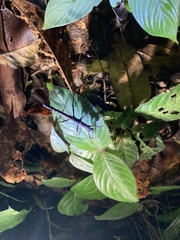 Creoxylus
