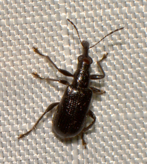 Eugnamptus angustatus