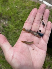 Noturus leptacanthus