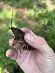 Procambarus penni