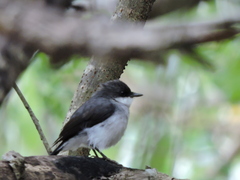 Eopsaltria pulverulenta