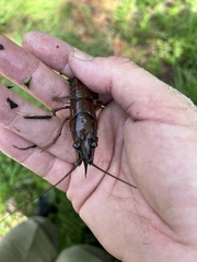 Procambarus penni