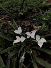 Weldenia candida