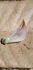 Lupinus cervinus