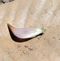 Lupinus cervinus