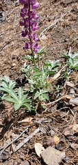 Lupinus cervinus