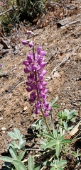 Lupinus cervinus