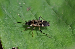 Panaorus csikii