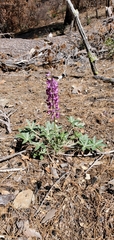 Lupinus cervinus