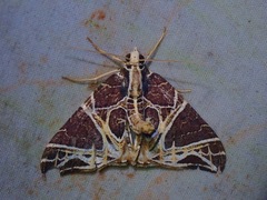 Ecliptopera rectilinea