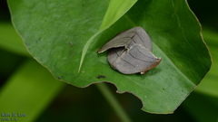 Pseudalbara parvula