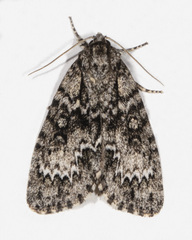 Acronicta fragilis