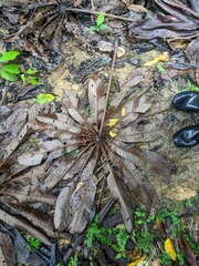 Cecropia sciadophylla