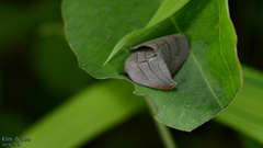 Pseudalbara parvula