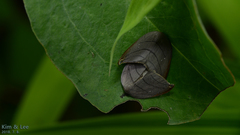 Pseudalbara parvula