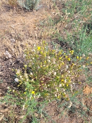 Senecio coronopifolius