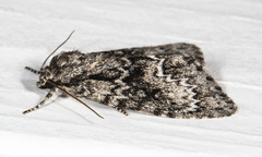 Acronicta fragilis