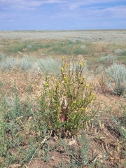 Senecio coronopifolius