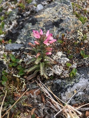 Pedicularis hirsuta
