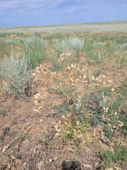 Prangos odontalgica