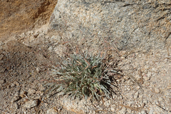 Ivesia santolinoides