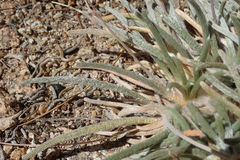 Ivesia santolinoides