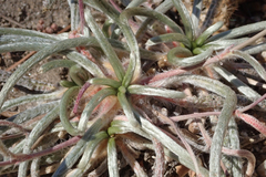 Ivesia santolinoides