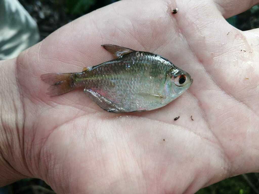 Silver tetra (Ctenobrycon hauxwellianus) — Characidae