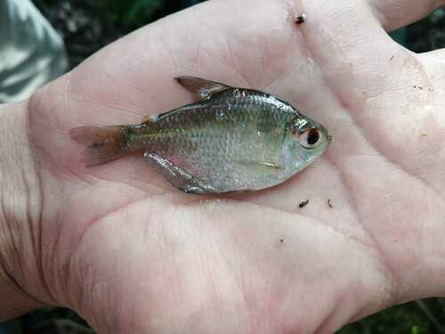 Zilveren bijltetra (Ctenobrycon hauxwellianus) — Characidae