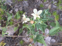Tetraclea coulteri