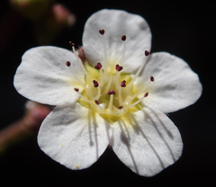 Ivesia santolinoides