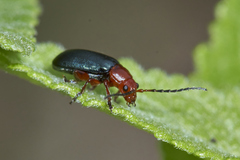 Phrynocepha