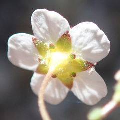 Ivesia santolinoides