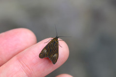 Dioptinae