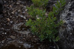 Comandra umbellata californica