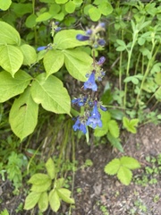 Penstemon albertinus