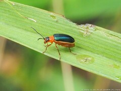 Paratriarius dorsatus