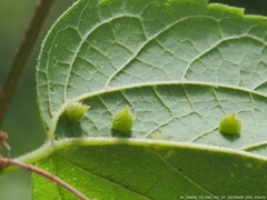 Celticecis acuminata