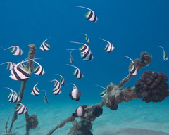 Heniochus diphreutes