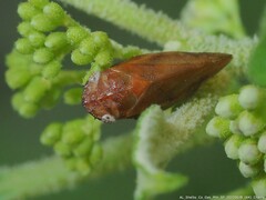 Aphrophora saratogensis