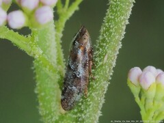 Aphrophora saratogensis