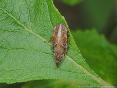 Aphrophora saratogensis