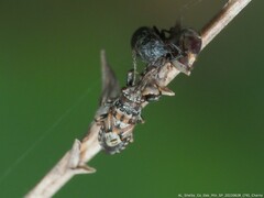 Phlegyas abbreviatus