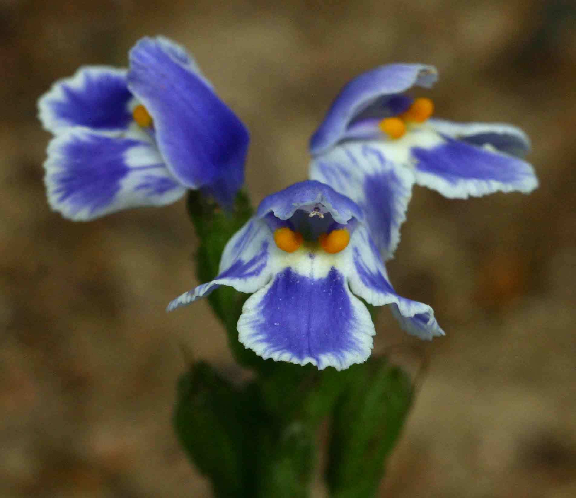 Craterostigma