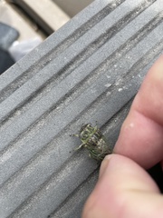 Diceroprocta vitripennis