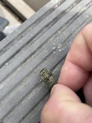 Diceroprocta vitripennis