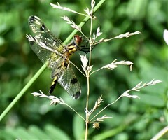 Celithemis elisa